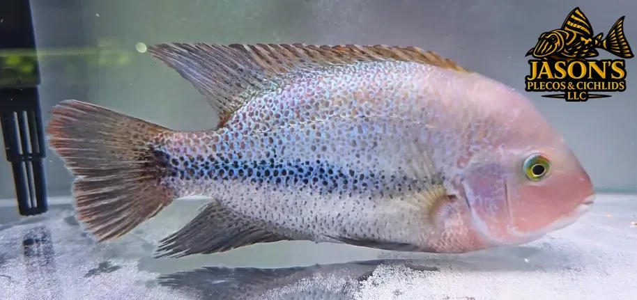 Pink Fenestratus Cichlid - (Vieja Fenestratus)