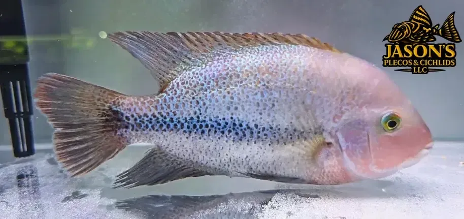 Pink Fenestratus Cichlid - (Vieja Fenestratus)