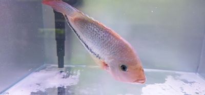 Pink Fenestratus Cichlid - (Vieja Fenestratus)