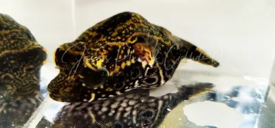 Humpback Puffer/King Kong Puffer - (Tetraodon palembangensis)