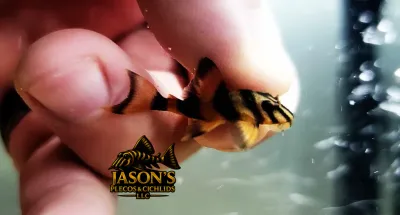 L306 Bloodred Tiger Pleco - (Panaqolus claustellifer)