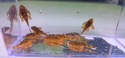 L306 Bloodred Tiger Pleco - (Panaqolus claustellifer)
