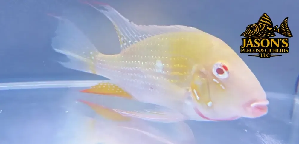 Albino Threadfin Acara - (Acarichthys Heckelii)