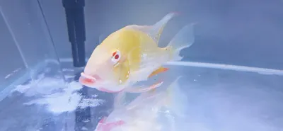 Albino Threadfin Acara - (Acarichthys Heckelii)
