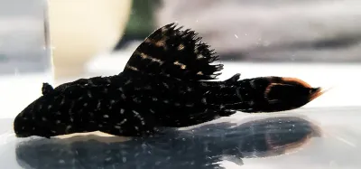 L097 Polka Dot Cactus Pleco x L114 Leopard Cactus Pleco - Hybrid