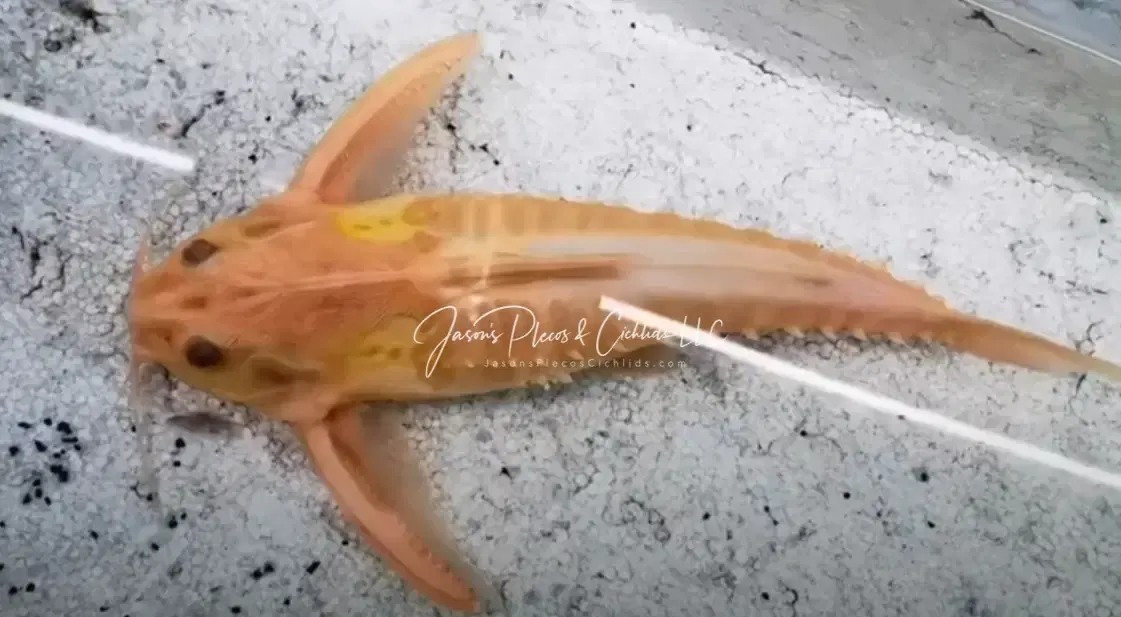 Albino Giant Talking Catfish - (Megalodoras uranoscopus)