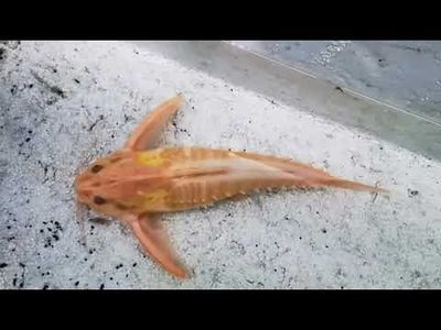 Albino Giant Talking Catfish - (Megalodoras uranoscopus)