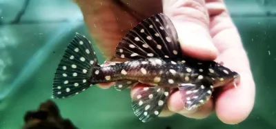 Spotted Paraguay Pleco - (Hypostomus albopunctatus)