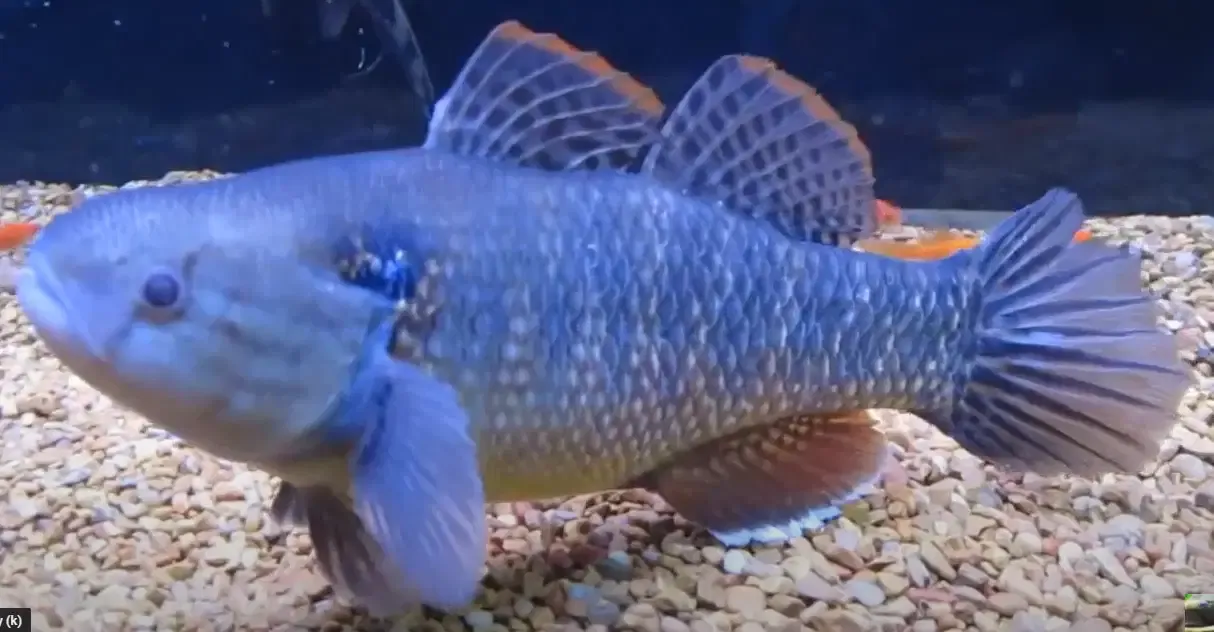 Clay Goby - (Dormitator lebretonis)