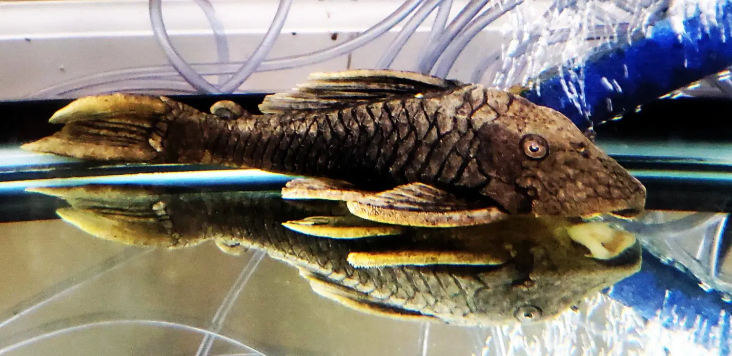 L517 Gold Dust Pleco - (Hypostomus sp.)