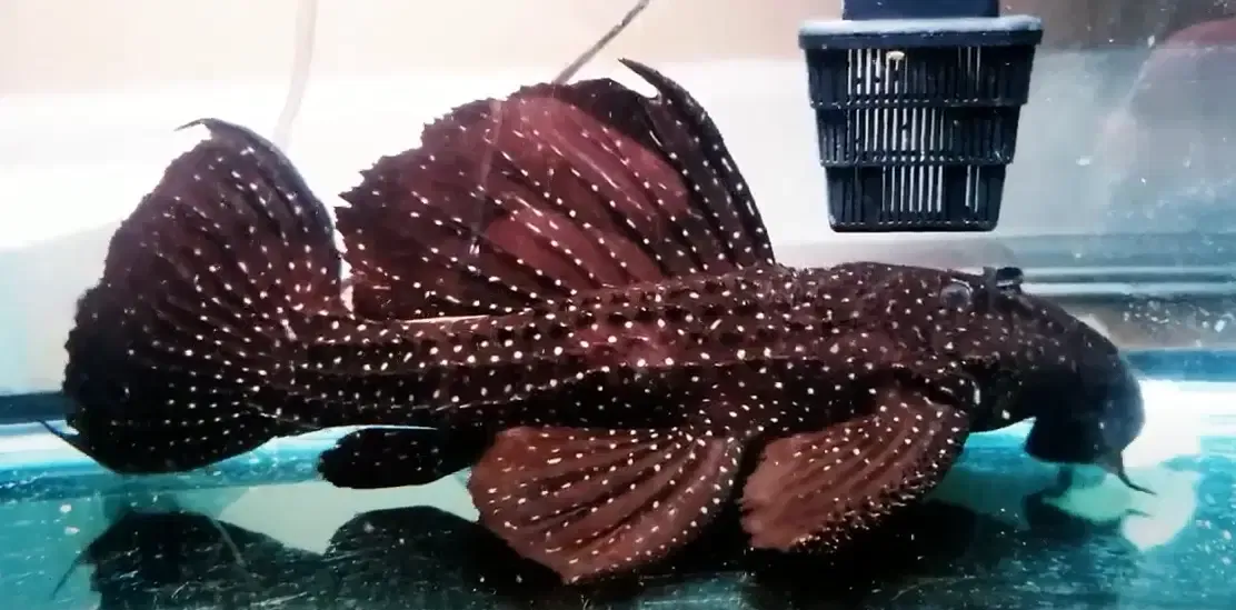 Serratus Pleco/Mustang Cactus Pleco - (Pseudacanthicus serratus)