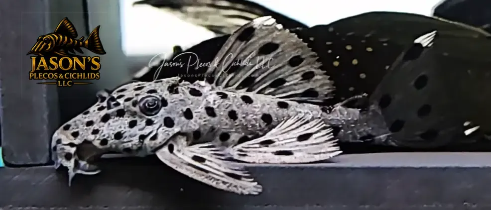 L264 Sultan Pleco - (Leporacanthicus joselimai)