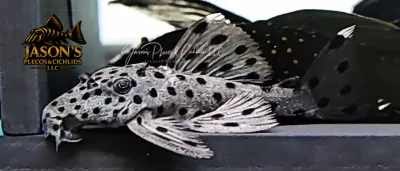L264 Sultan Pleco - (Leporacanthicus joselimai) L264 Sultan Pleco - (Leporacanthicus joselimai)
