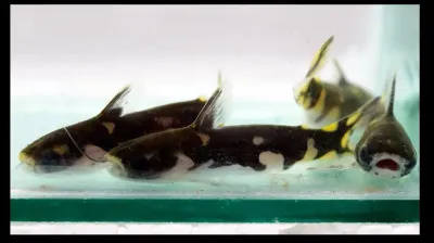 Ninja Tatia Catfish - (Centromochlus musaicus) Ninja Tatia Catfish - (Centromochlus musaicus)