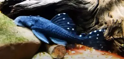 L473 Dottyback Vampire Pleco - (Leporacanthicus sp.)