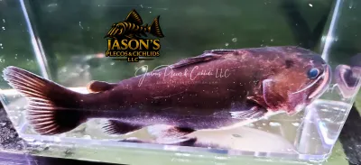Gulper Catfish - (Asterophysus batrachus)