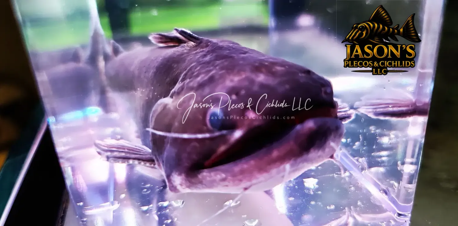 Gulper Catfish - (Asterophysus batrachus)