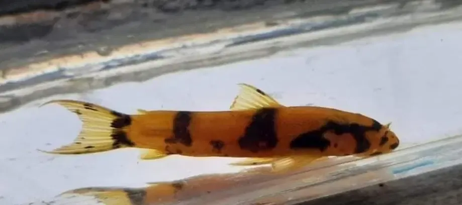 South American Hillstream Catfish - (Astroblepus chapmani)