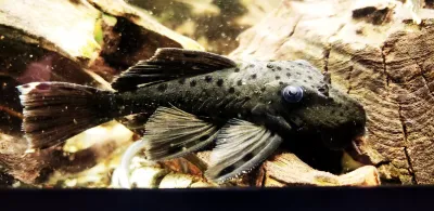 L263 Sultana Pleco - (Leporacanthicus sp.)