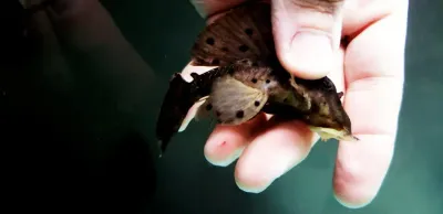 L263 Sultana Pleco - (Leporacanthicus sp.)