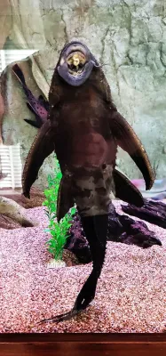 Polka Dot Lyre Tail Pleco - (Acanthicus adonis)