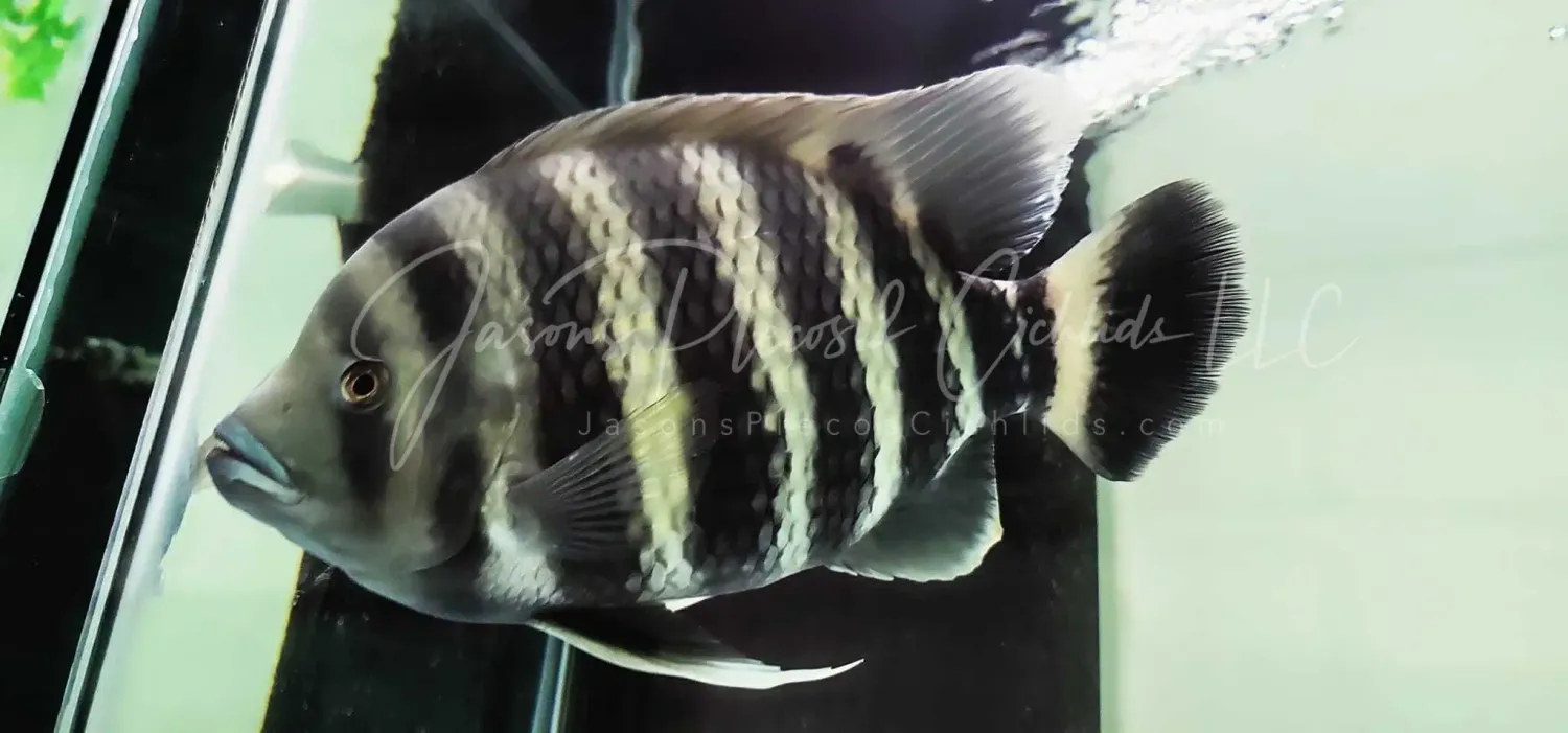 Zebra Tilapia - (Tilapia buttikoferi)