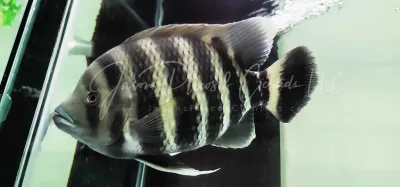 Zebra Tilapia - (Tilapia buttikoferi)