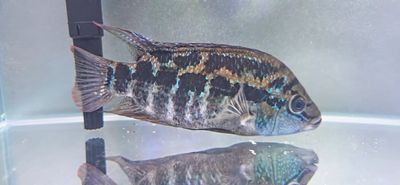Salvini Cichlid/Yellow belly Cichlid/Salvin's Cichlid - (Trichromis Salvini)