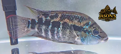 Salvini Cichlid/Yellow belly Cichlid/Salvin's Cichlid - (Trichromis Salvini) Salvini Cichlid/Yellow belly Cichlid/Salvin's Cichlid - (Trichromis Salvini)