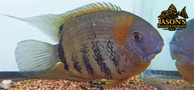 Red Shoulder Severum - (Heros sp. Rotkeil)