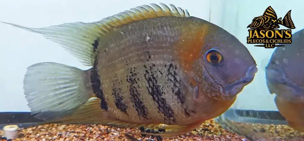 Red Shoulder Severum - (Heros sp. Rotkeil)