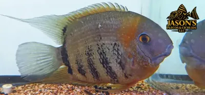Red Shoulder Severum - (Heros sp. Rotkeil)