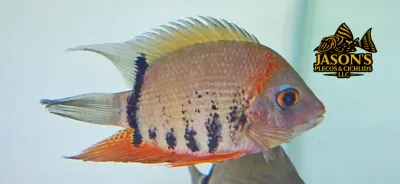 Red Shoulder Severum - (Heros sp. Rotkeil) Red Shoulder Severum - (Heros sp. Rotkeil)