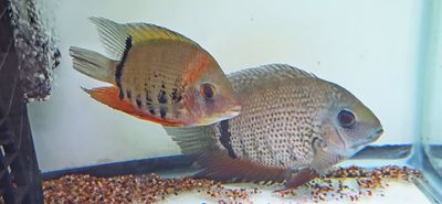 Red Shoulder Severum - (Heros sp. Rotkeil)