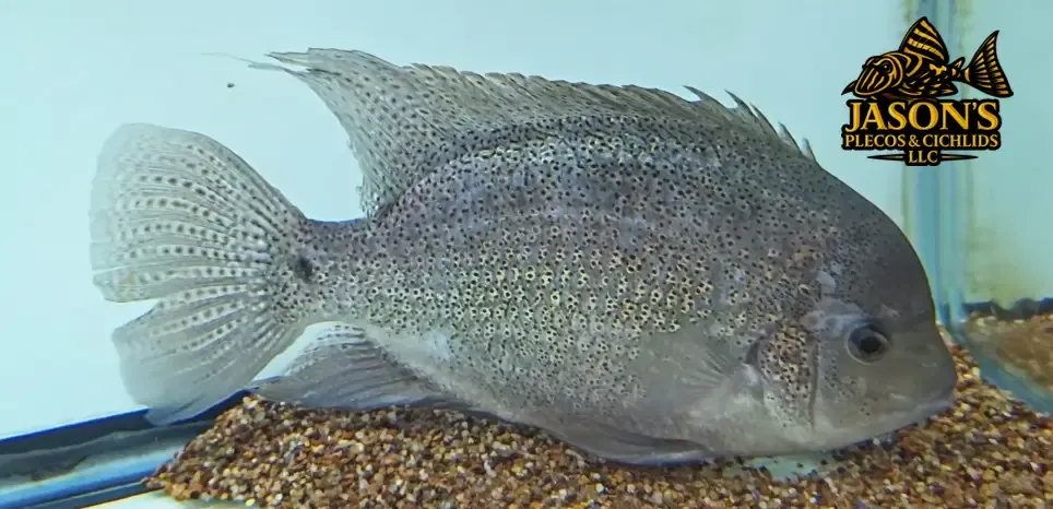 Silver Cichlid - (Vieja argentea)