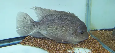 Silver Cichlid - (Vieja argentea)