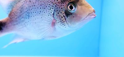 Silver Cichlid - (Vieja argentea)