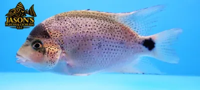 Silver Cichlid - (Vieja argentea)