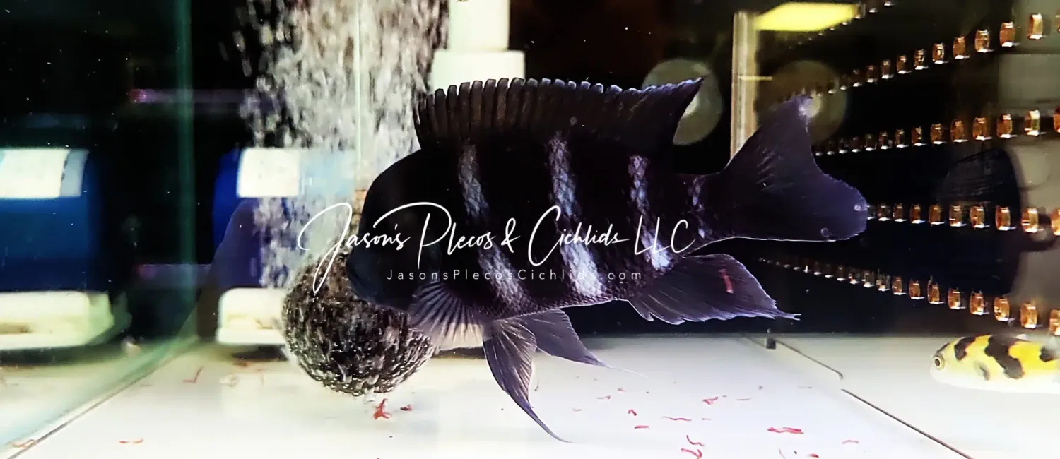 Kitumba Blue Zaire Frontosa - (Cyphotilapia frontosa)