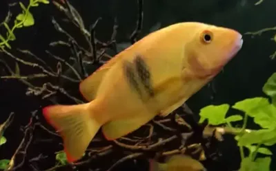 Lamena Nourissati - (Paretroplus Nourissati)