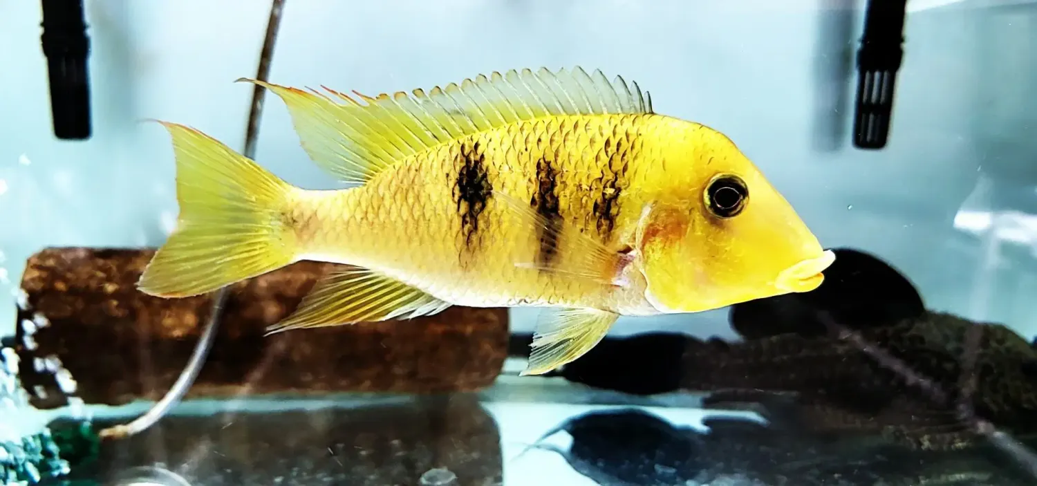 Yellowhump Eartheater Cichlid - (Geophagus pellegrini)