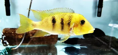 Yellowhump Eartheater Cichlid - (Geophagus pellegrini)