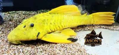 Phase III Luteus Pleco/Golden Sailfin Pleco - (Hypostomus Luteus) Argentina