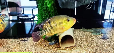 Festae Cichlid - (Mesoheros festae) Breeding Pair