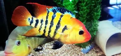 Festae Cichlid - (Mesoheros festae) Breeding Pair