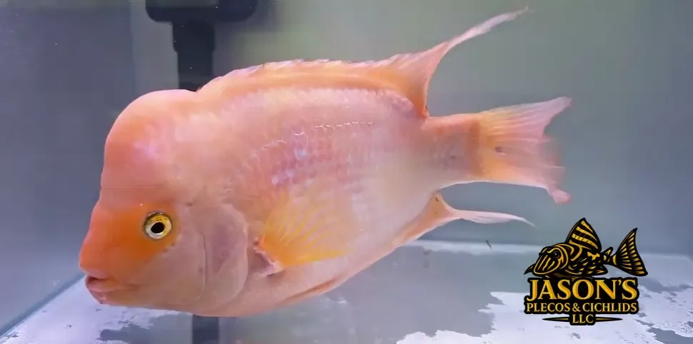 Red Devil x Super Red Texas