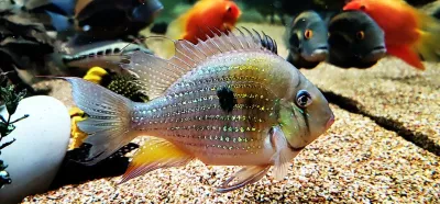 Threadfin Acara - (Acarichthys Heckelii) Threadfin Acara - (Acarichthys Heckelii)