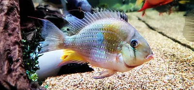 Threadfin Acara - (Acarichthys Heckelii)
