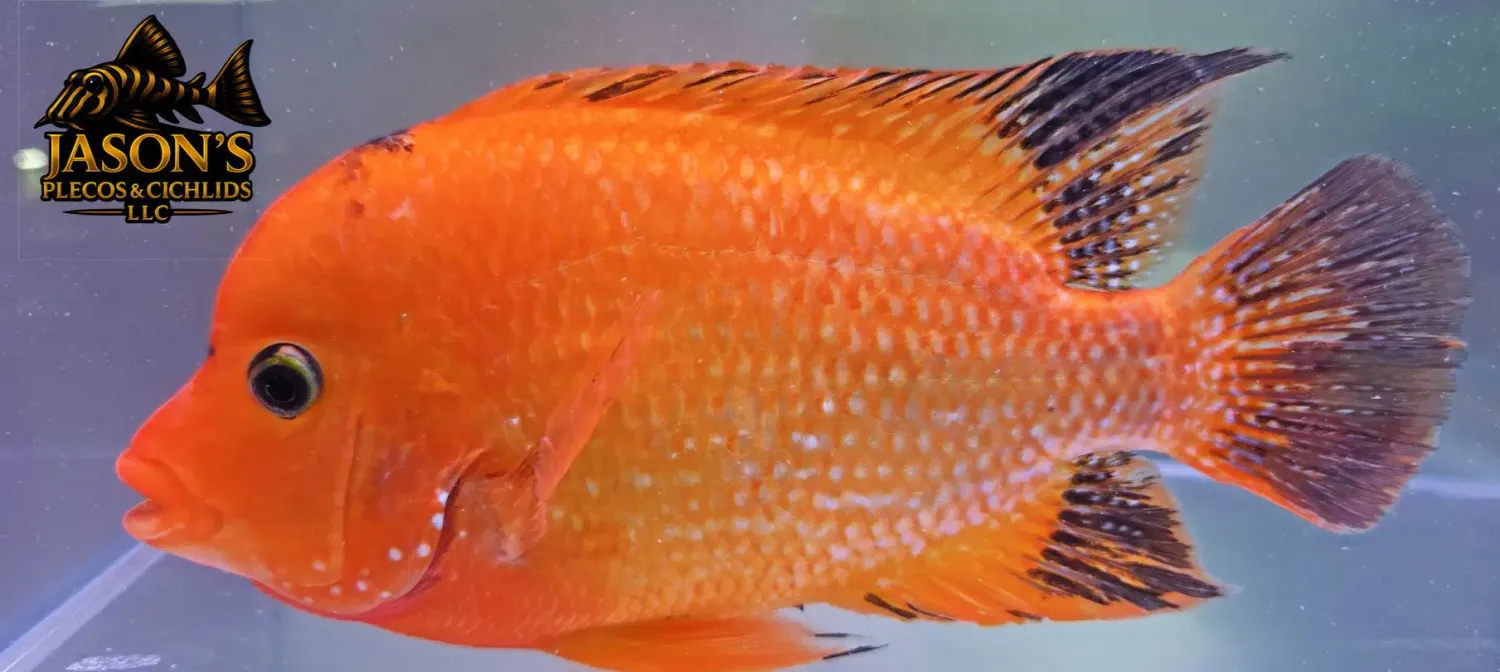 Super Red Texas - (Herichthys cyanoguttatus x Paraneetroplus synspilus x Amphilophus citrinellus)