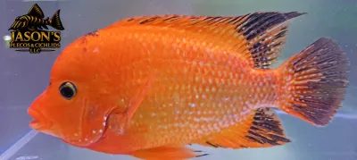 Super Red Texas - (Herichthys cyanoguttatus x Paraneetroplus synspilus x Amphilophus citrinellus) Super Red Texas - (Herichthys cyanoguttatus x Paraneetroplus synspilus x Amphilophus citrinellus)